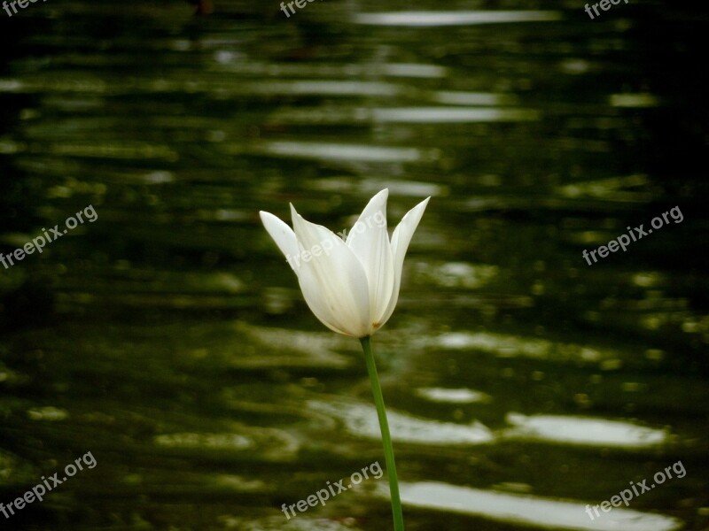 Flower Water Close Up Detail Nature