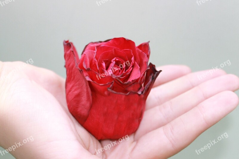 Rose Petals Roses Withered Red Rose Flower