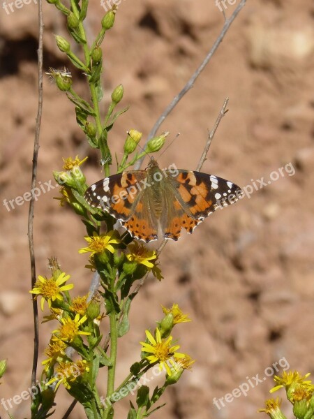 Butterfly Libar Flower Vanessa Cardui Vanesa From Thistles