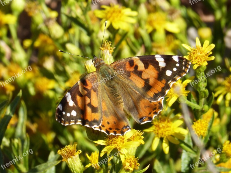 Butterfly Libar Flower Vanessa Cardui Vanesa From Thistles