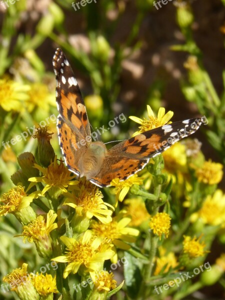 Butterfly Libar Flower Vanessa Cardui Vanesa From Thistles