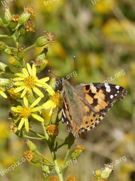 Butterfly Vanessa Cardui Vanesa From Thistles Migrating Dels Cards Flower Libar