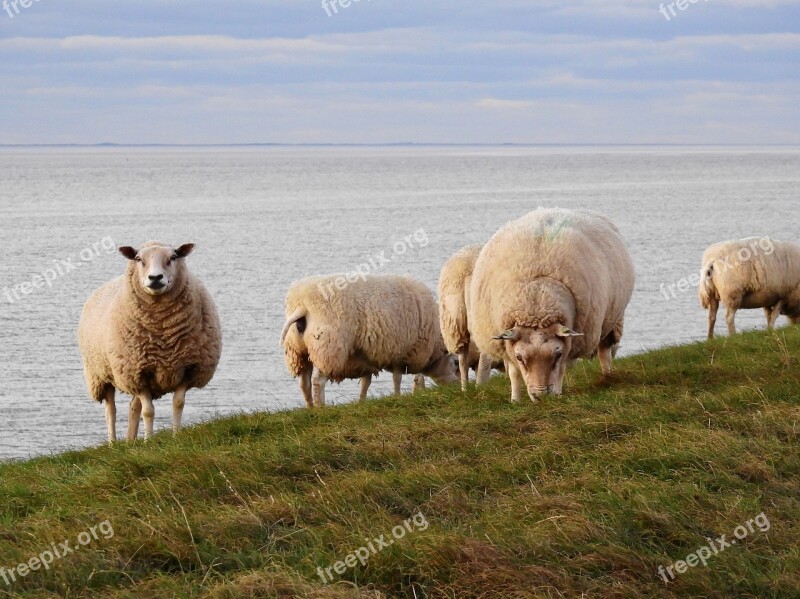 Sheep Animal Nature Dike More