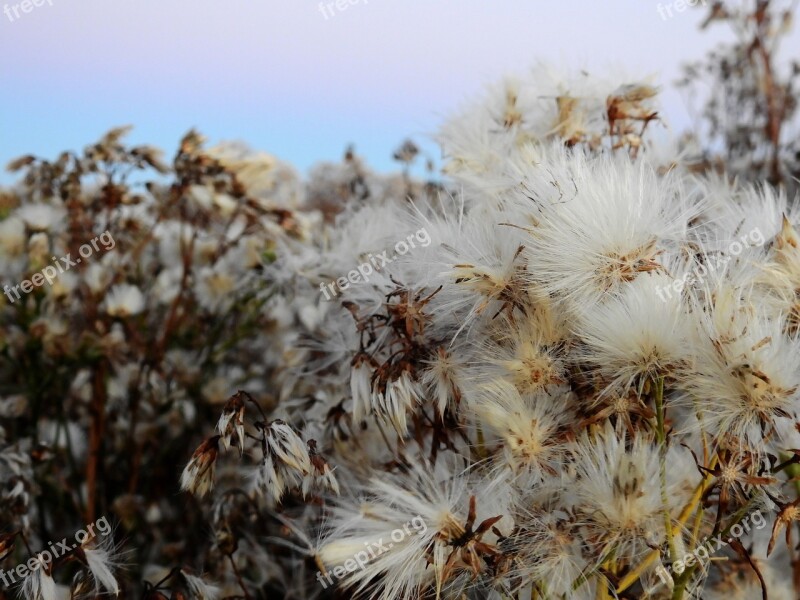 Blossom Bloom Plant Flower Nature