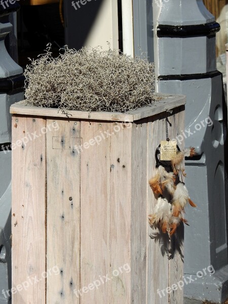 Flower Plant Bucket Plant Pots Wood