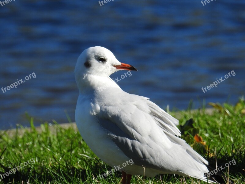 Gull Bird Water Bird Water Animal