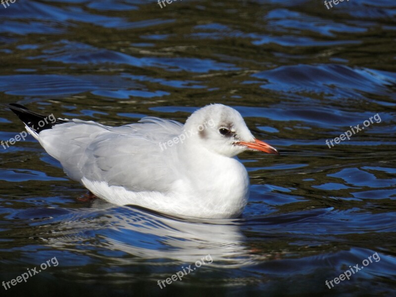 Gull Bird Water Bird Water Animal