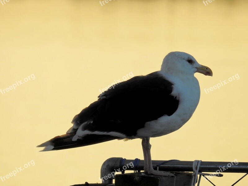 Bird Sea Lake North Sea Holland