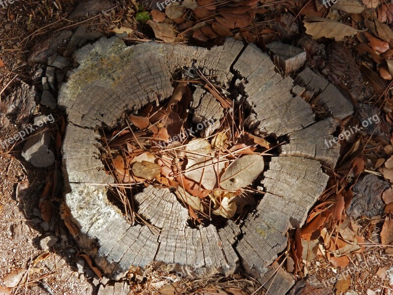 Trunk Tree Felling Talar Autumn Leaves