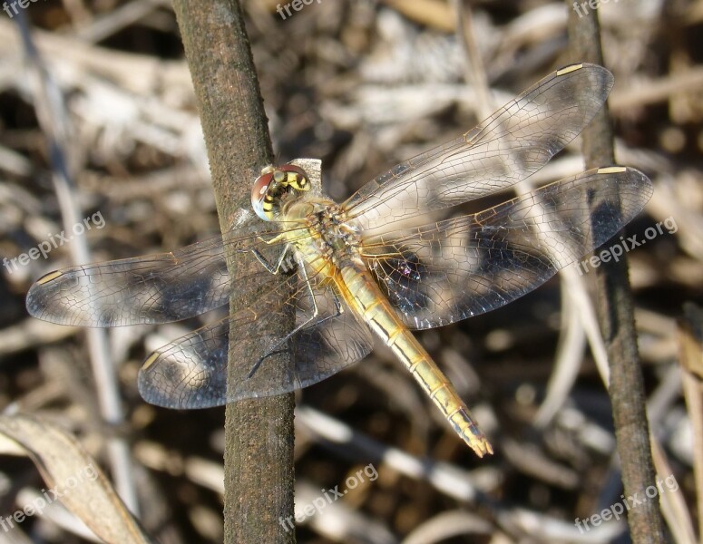 Dragonfly Yellow Dragonfly Winged Insect Branch Cordulegaster Boltonii