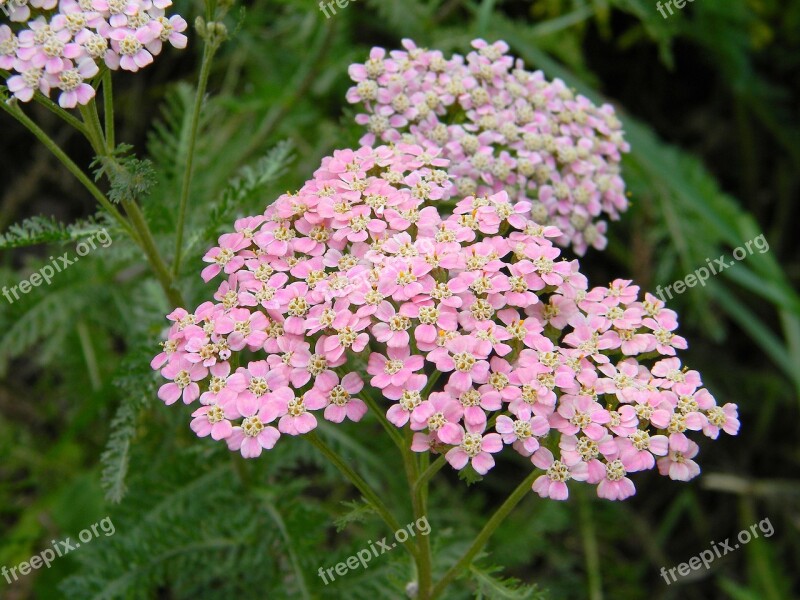 Tyâčelistnik Pink Yarrow Field Grass Plant Grass