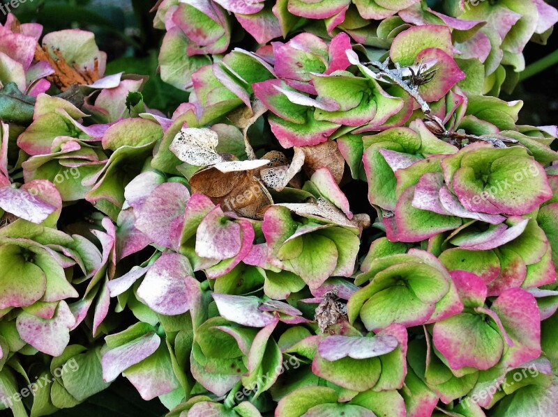 Hydrangea Blossom Bloom Hydrangea Flower Garden