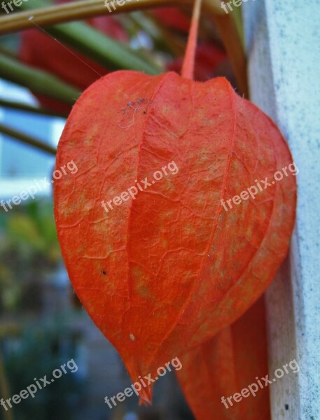 Lampignonblume Physalis Alkekengi Orange Flower Close Up