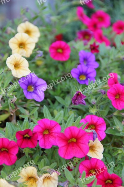 Autumn Flowers Mini Petunia Zauberglockchen Shrub Plant