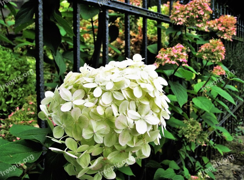 Hydrangea White Autumn Autumn Flower Genus