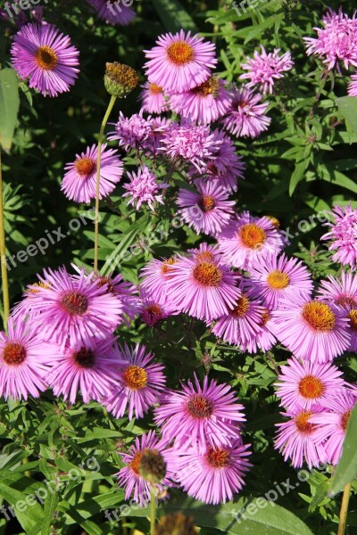 Autumn Daisy Autumn Purple Petite Flower