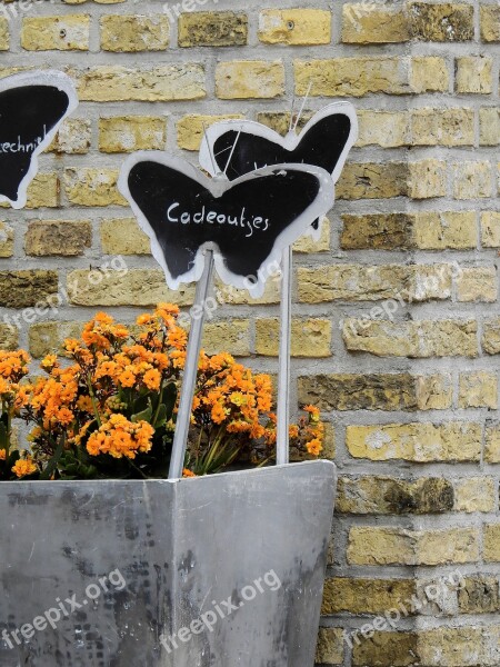 Flower Blossom Bloom Wall Brick Wall