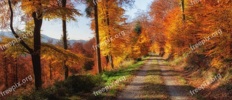 Autumn Autumn Mood Autumn Forest Colorful Leaves Leaves