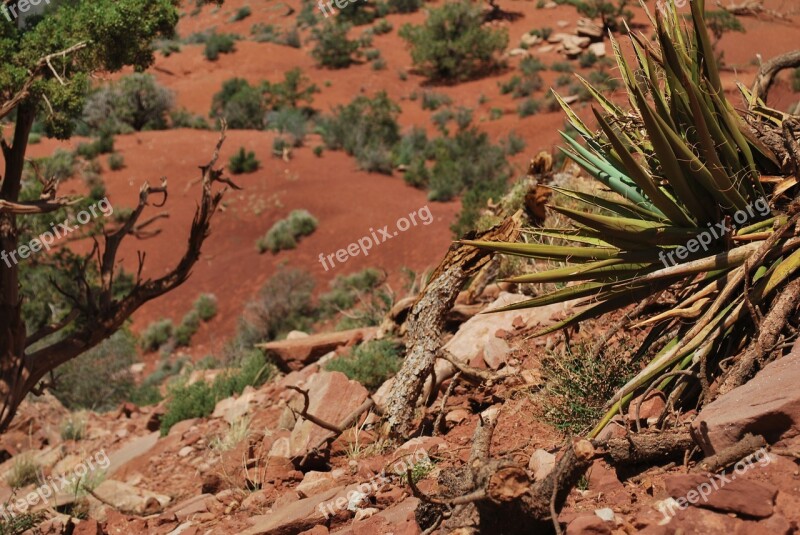 Grand Canyon Arizona Desert Free Photos