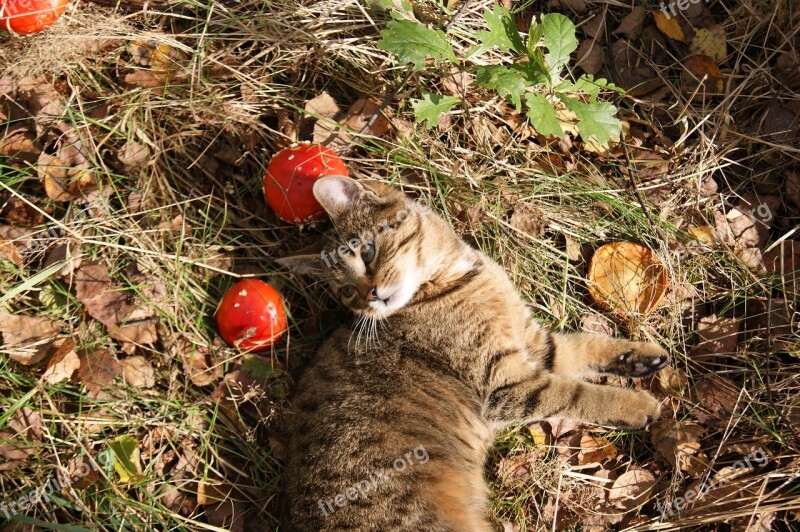 Cat Autumn Autumn Gold Foliage Toadstools