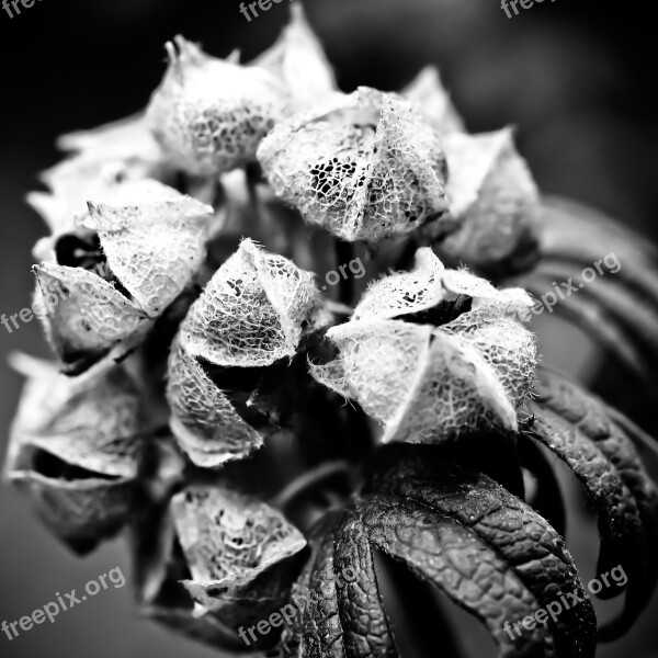 Hydrangea Flower Garden Nature Close Up