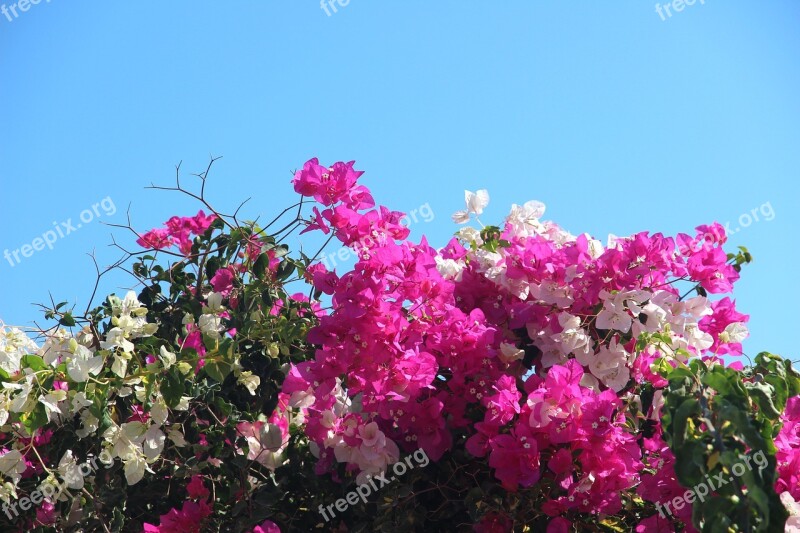 Bush Flourished Bloom Nature Pink