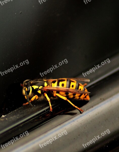 Hornet Insect Close Up Animal Sting