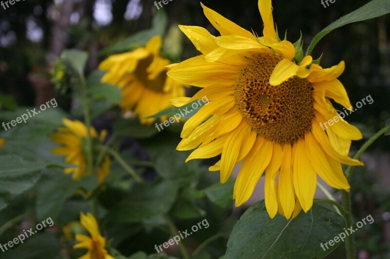 Sunflower Flower Nature Garden Yellow Flower