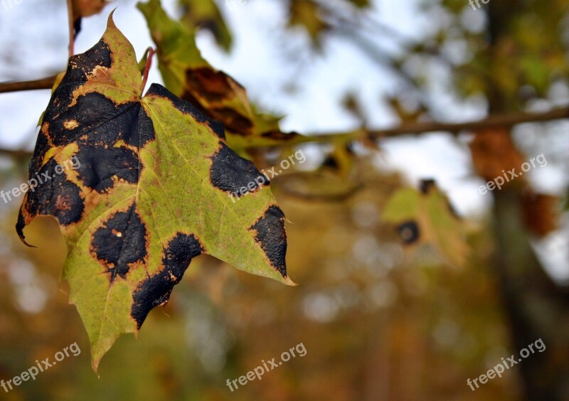 Tar Stain Disease Maple Tree Maple Tree Dry