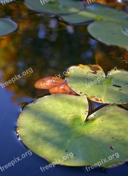 Lily Pad Lily Pond Leaf Water Pond