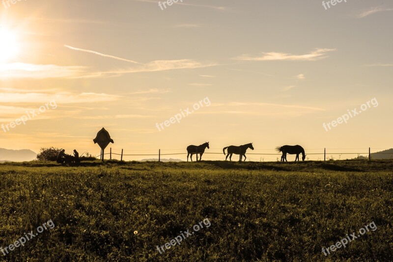 Evening Mood Horses Flock Sunset