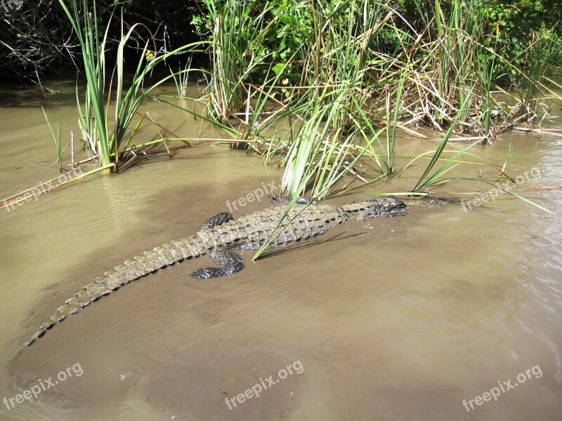 Croc Alligator Crocodile Reptile Wildlife