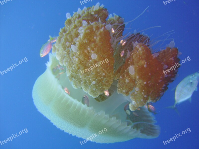 Underwater Water Jellyfish Water Underwater Marine