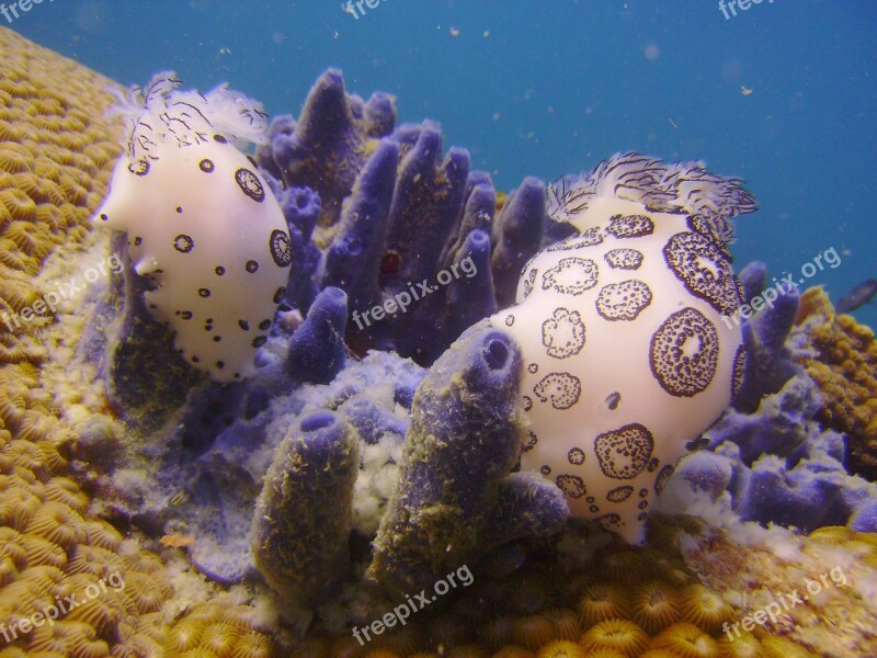 Underwater Slug Nudi Chromodoris Free Photos