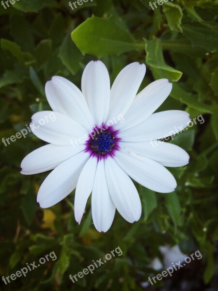 White Flower Flowers Macro Pretty