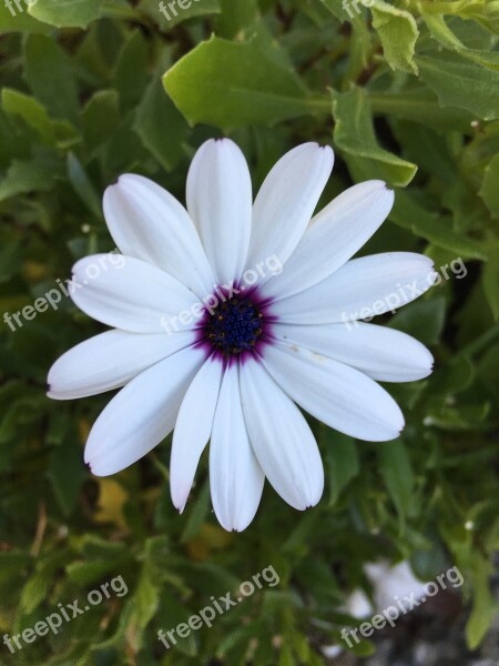 Flower White Flowers Macro Violet