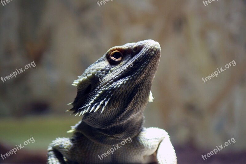 Pogona Vitticeps Pogona Bearded Dragon Bearded Dragon