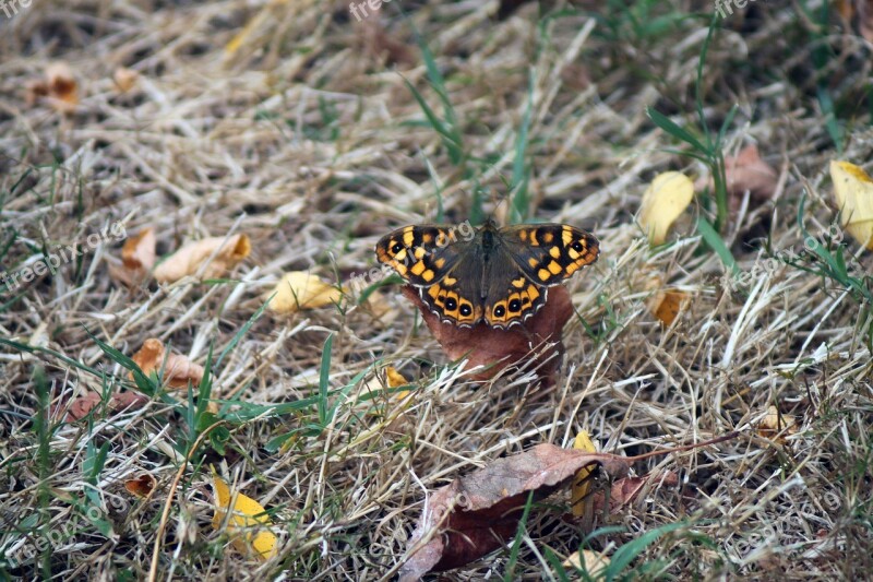 Butterfly Insects Colorful Nature Environment