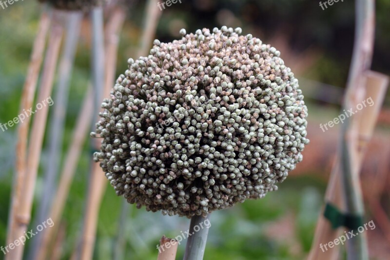 Garlics Flower Green Guarden Environment