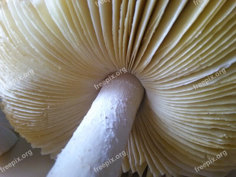 Mushroom Symmetry White Wild Free Photos