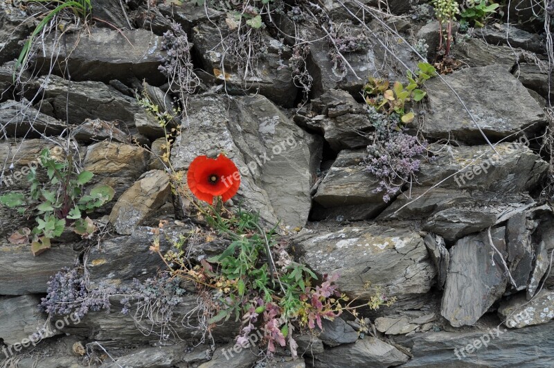 Poppy Stones Wall Southern Europe Stone Wall