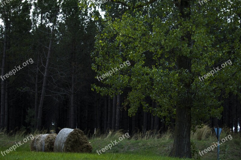 Landscape Field Wild Nature Tree