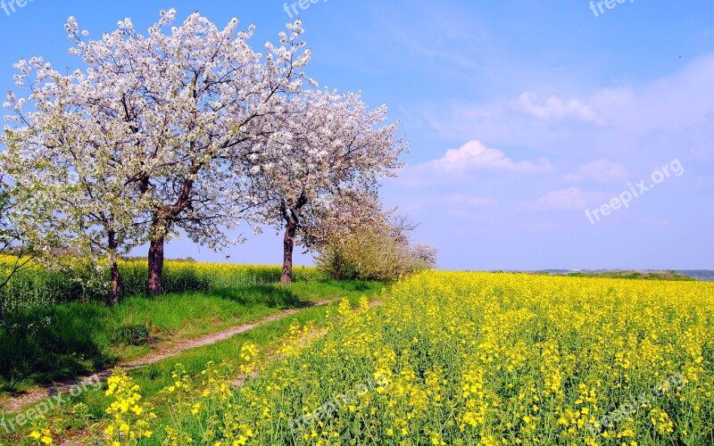 Rape Peach Blossom Country Spring Field