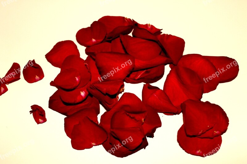 Rose Petals Roses Withered Red Rose Flower