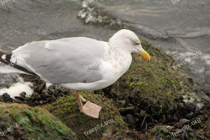 Gull Bird Sea Bird Natural Beauty Free Photos