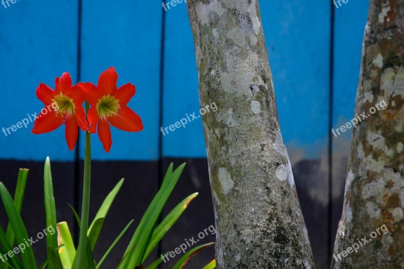 Amazon Jungle Beauty Flower Tree