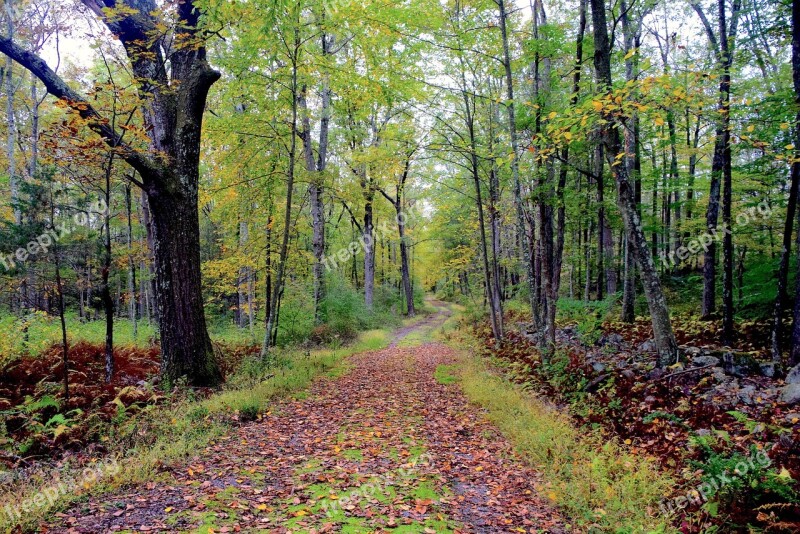 Autumn Hiking Trail Leaves Fall Nature