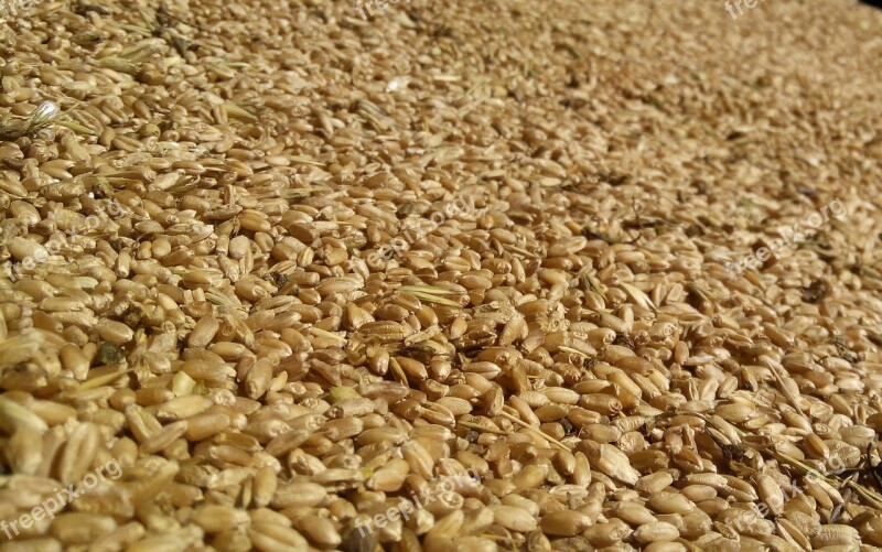 Millet Grain Background Wheat Harvest