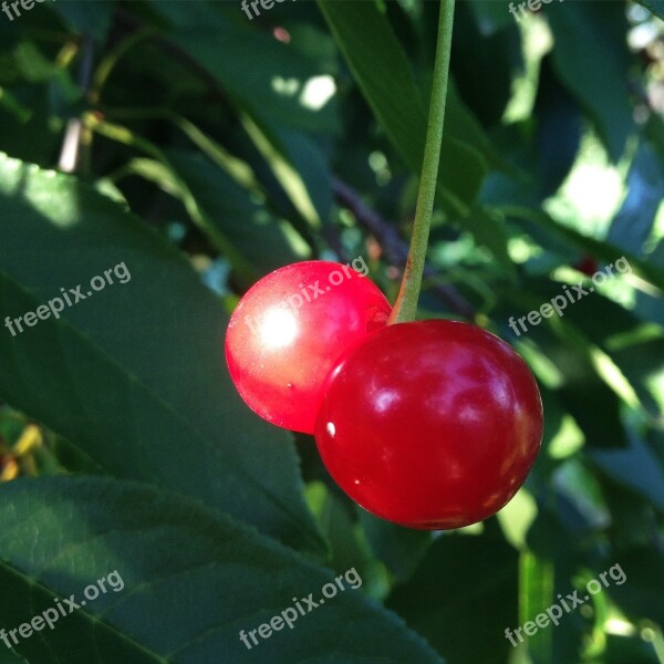 Cherry Summer Berry Tasty Branch