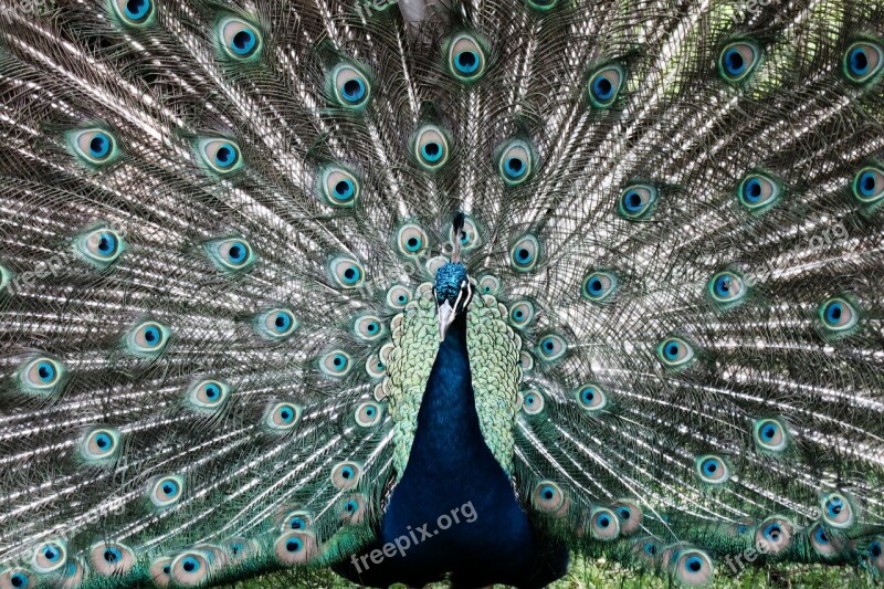 Peacock Animal Before Gel Iridescent Peacock Head